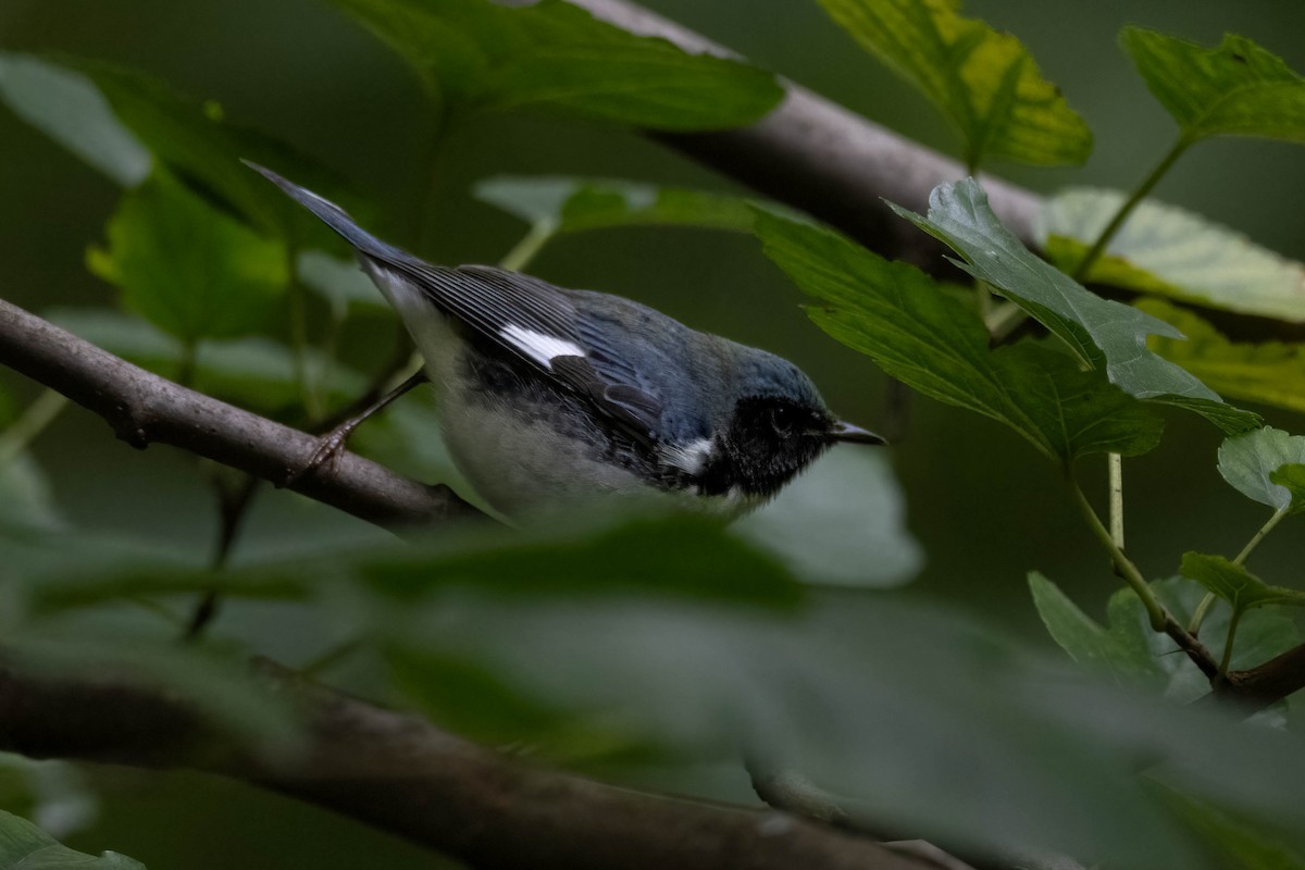 Black-throated Blue Warbler - ML609768599