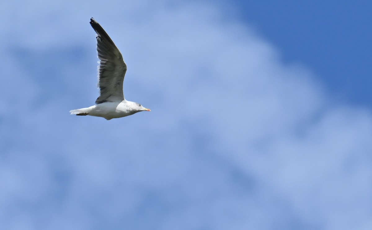 Lesser Black-backed Gull - Rob Bielawski