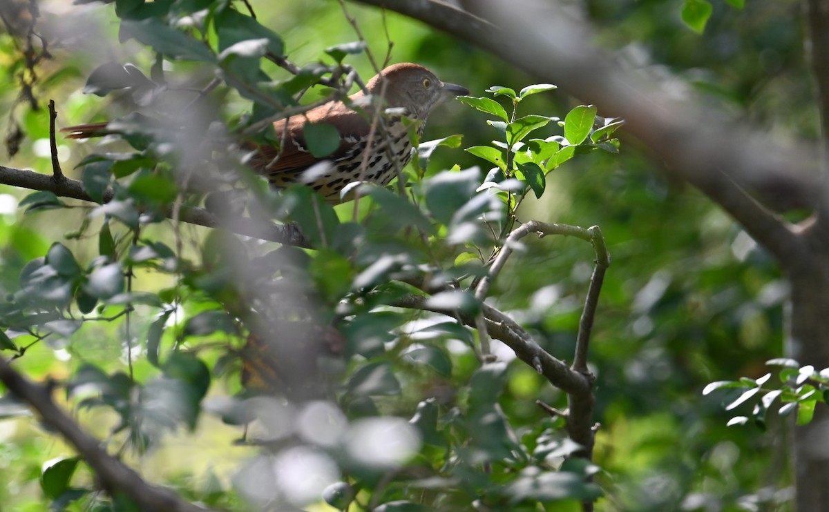 Brown Thrasher - ML609768631