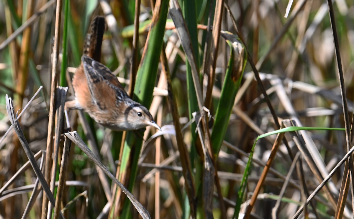 ハシナガヌマミソサザイ（palustris グループ） - ML609768638