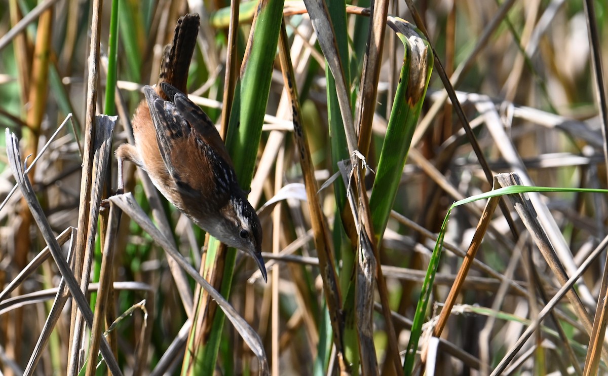 ハシナガヌマミソサザイ（palustris グループ） - ML609768640