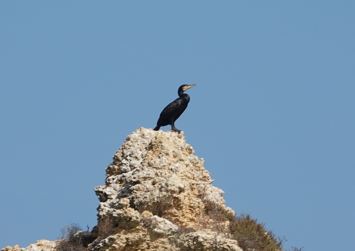 Тураг гогой - ML609768674