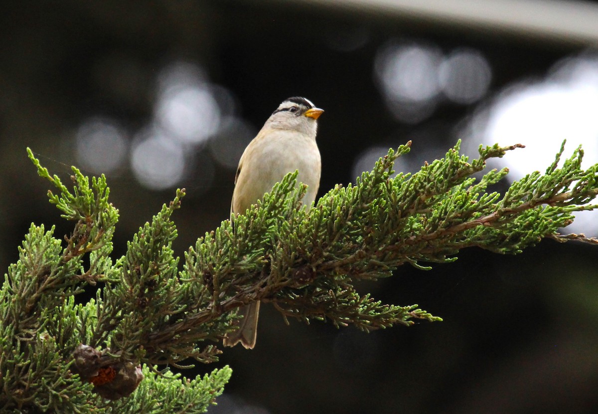 White-crowned Sparrow - ML609768681
