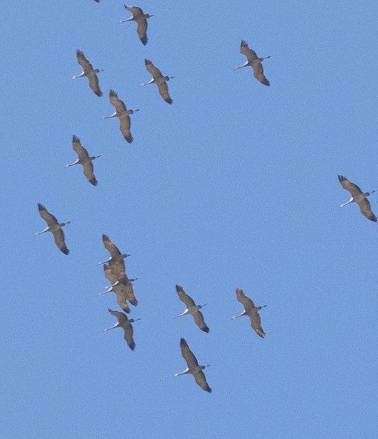 Sandhill Crane - Sonya Keene