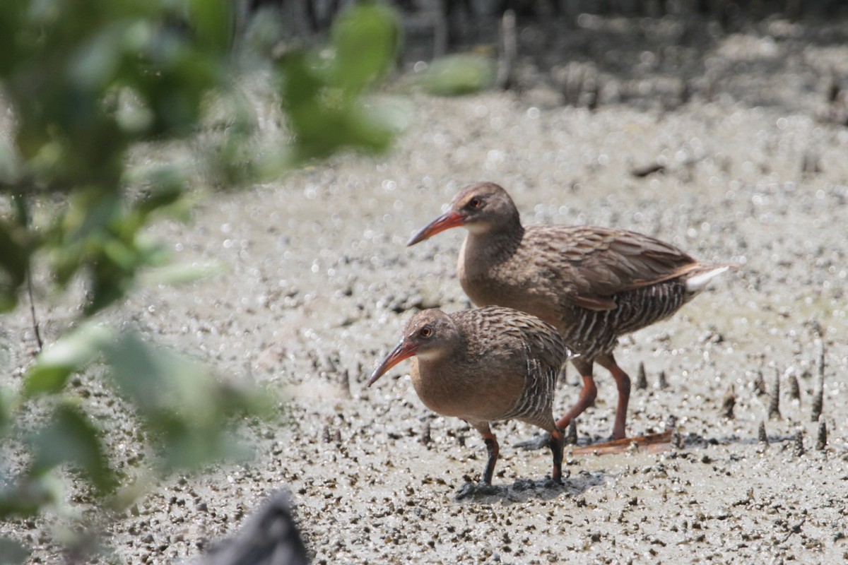 Mangrove Rail - ML609768722