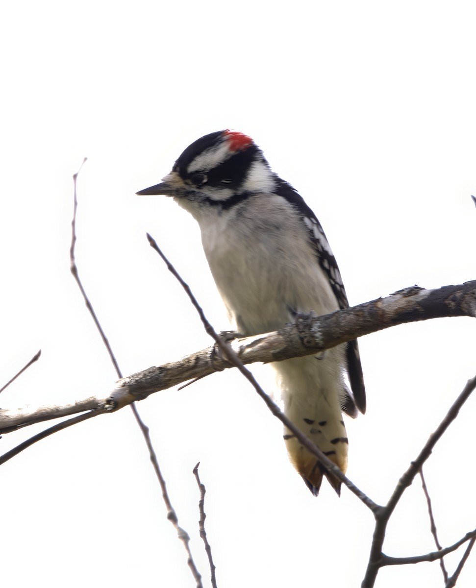 Downy Woodpecker (Eastern) - ML609768733