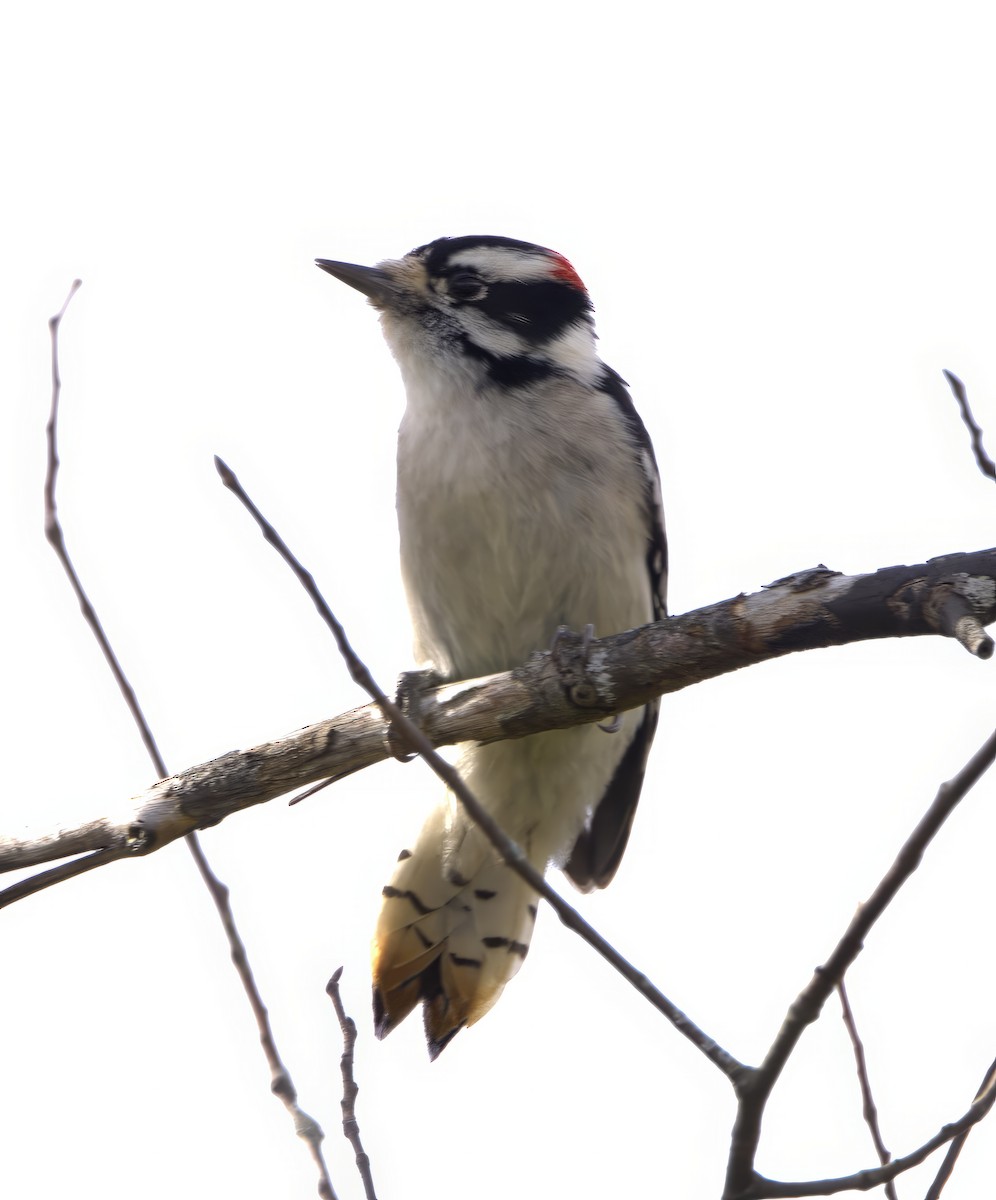 Downy Woodpecker (Eastern) - ML609768734