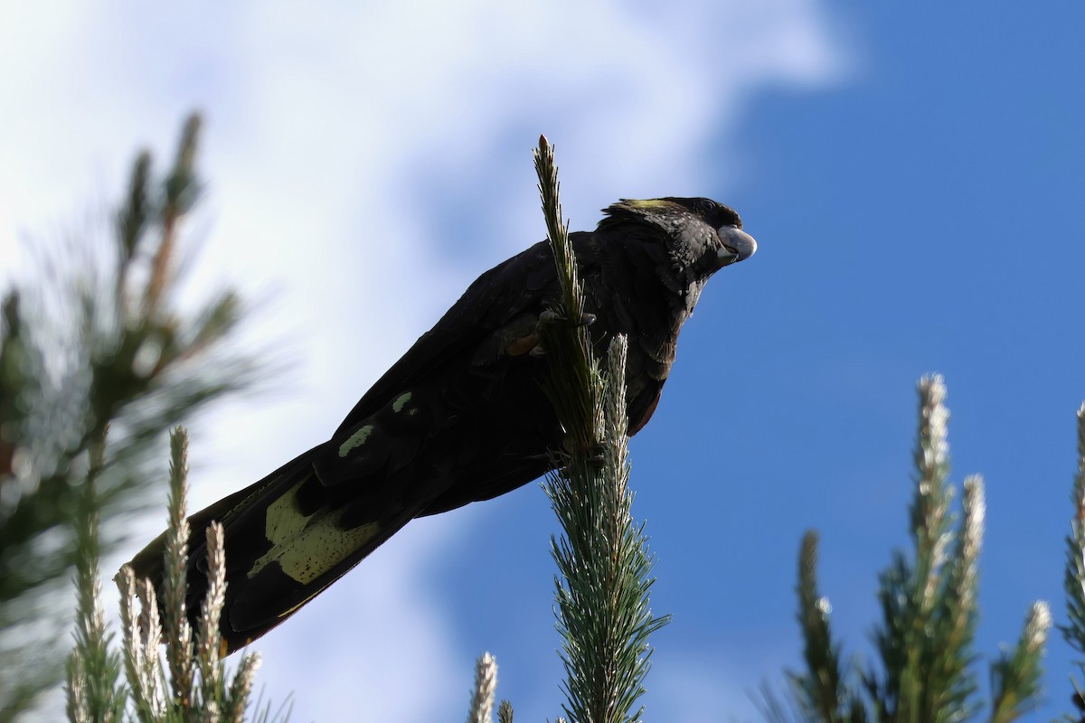 Yellow-tailed Black-Cockatoo - ML609768744