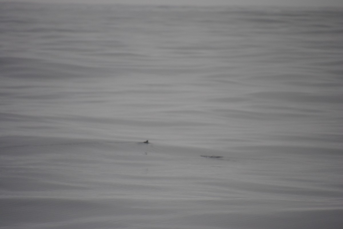 Cassin's Auklet - ML609768787