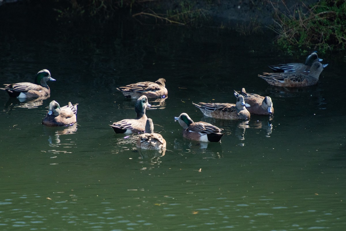 American Wigeon - ML609768821