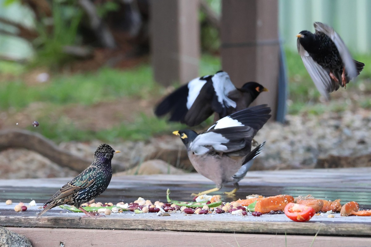 European Starling - ML609768823