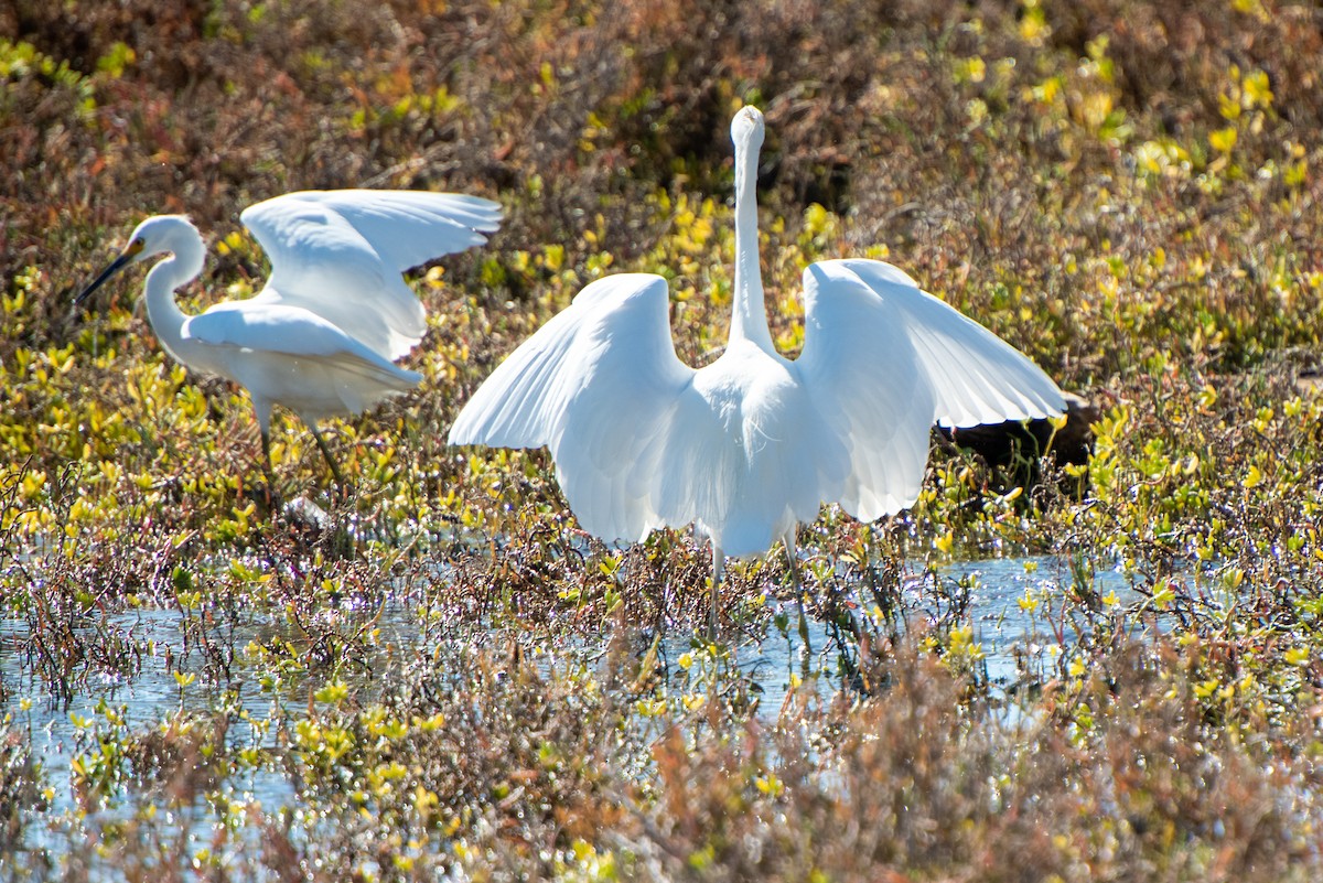 Snowy Egret - Brent Reed