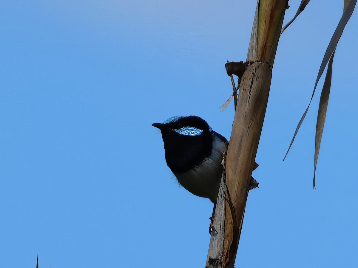 Superb Fairywren - Heather Williams