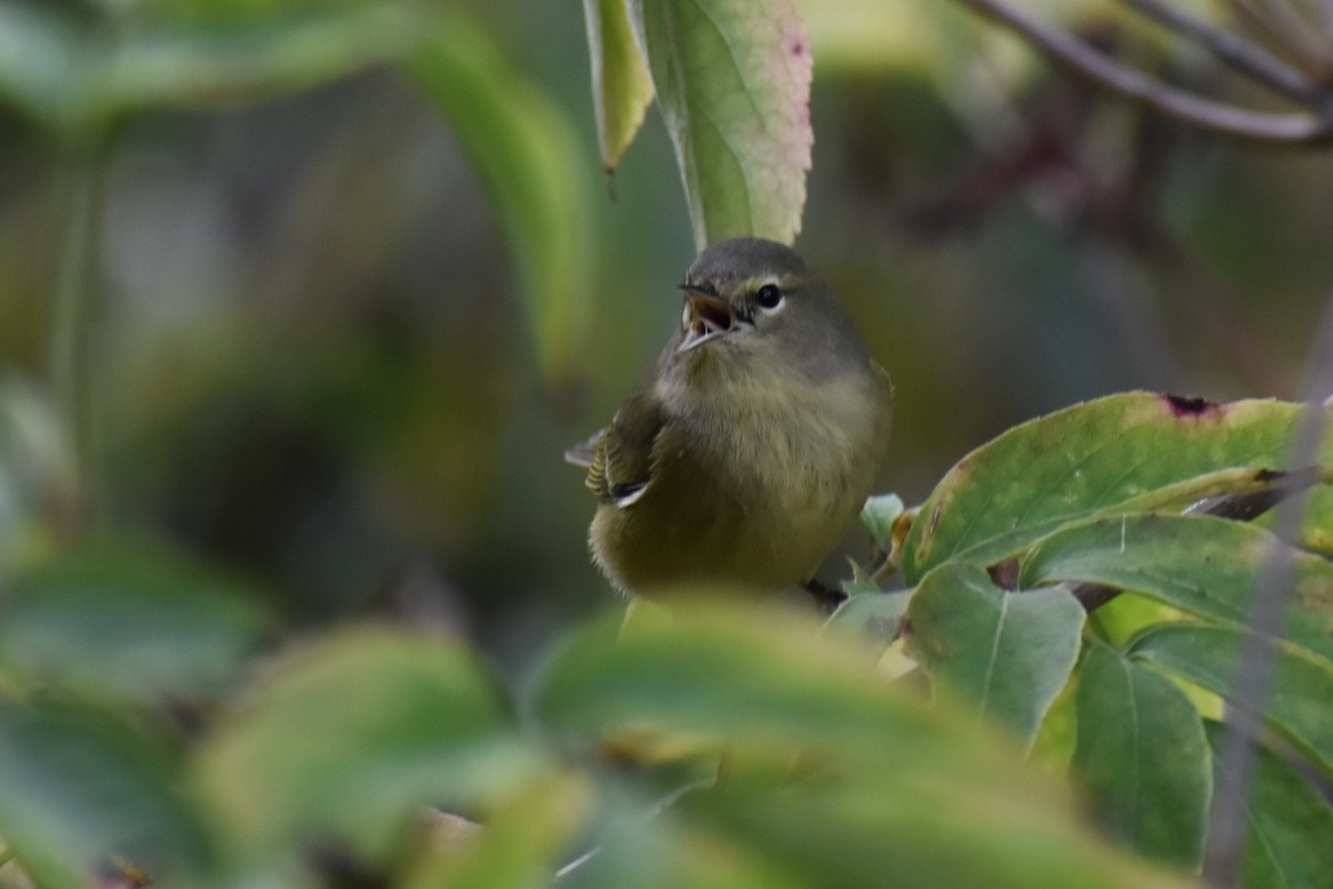 Orange-crowned Warbler - Scott Johnson