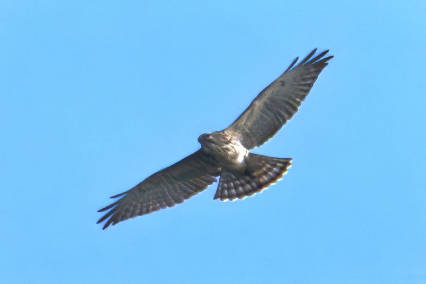 Broad-winged Hawk - ML609768881