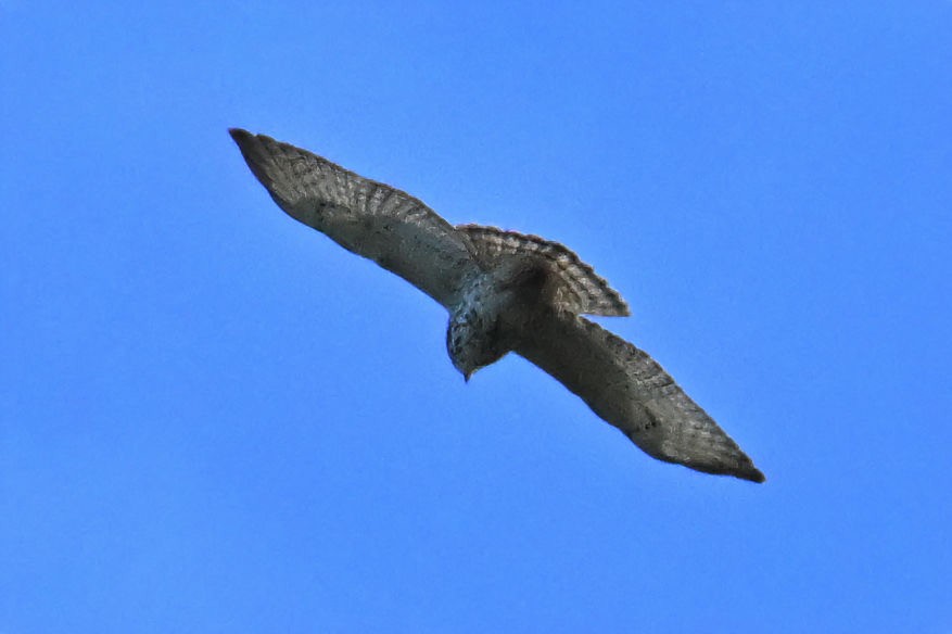 Broad-winged Hawk - ML609768882