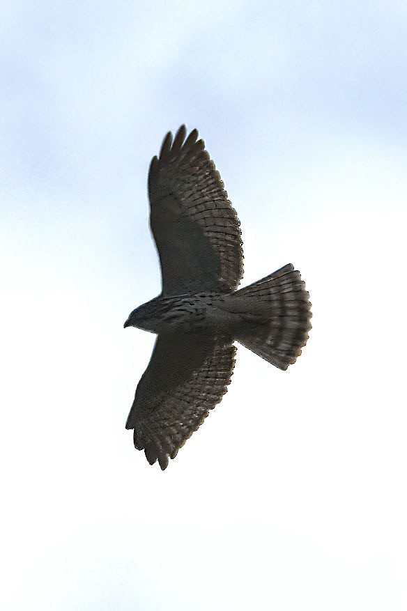 Broad-winged Hawk - ML609768883
