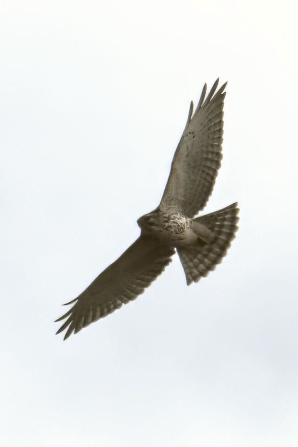Broad-winged Hawk - ML609768884