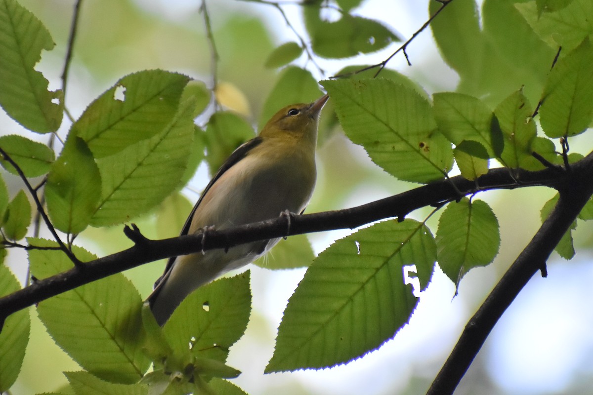 Bay-breasted Warbler - ML609768911