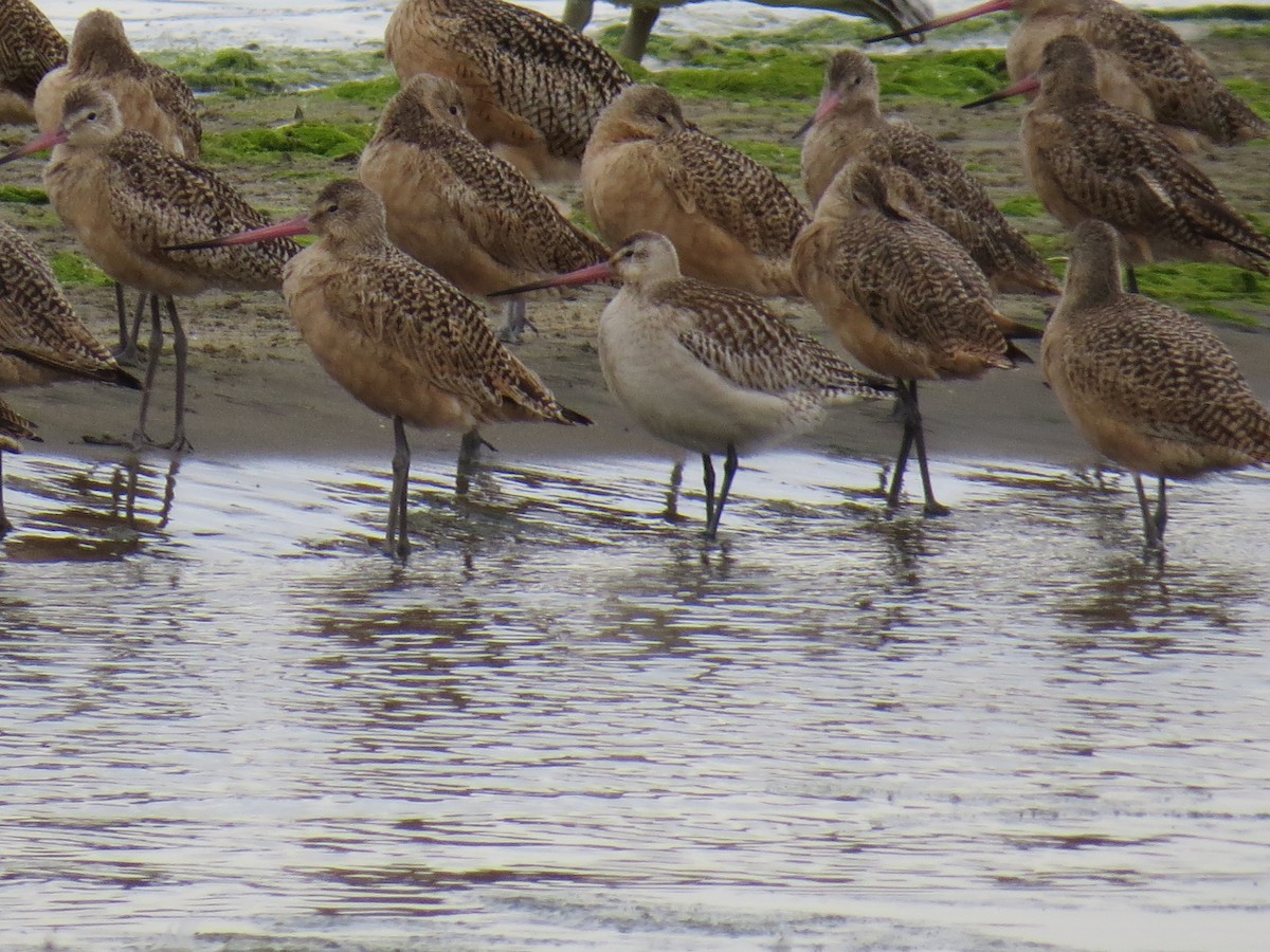 Bar-tailed Godwit - ML609768955