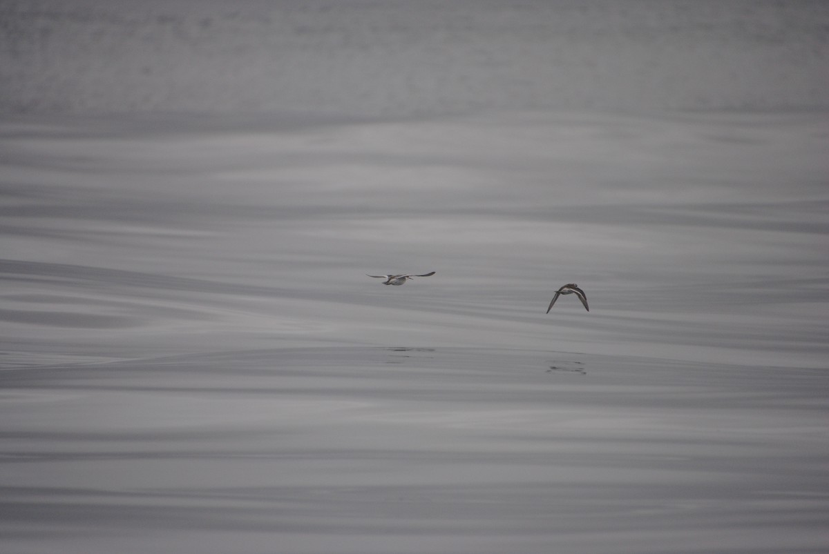 Red-necked Phalarope - Alyssa DeRubeis