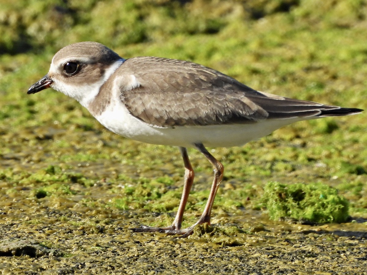 Semipalmated Plover - ML609768987