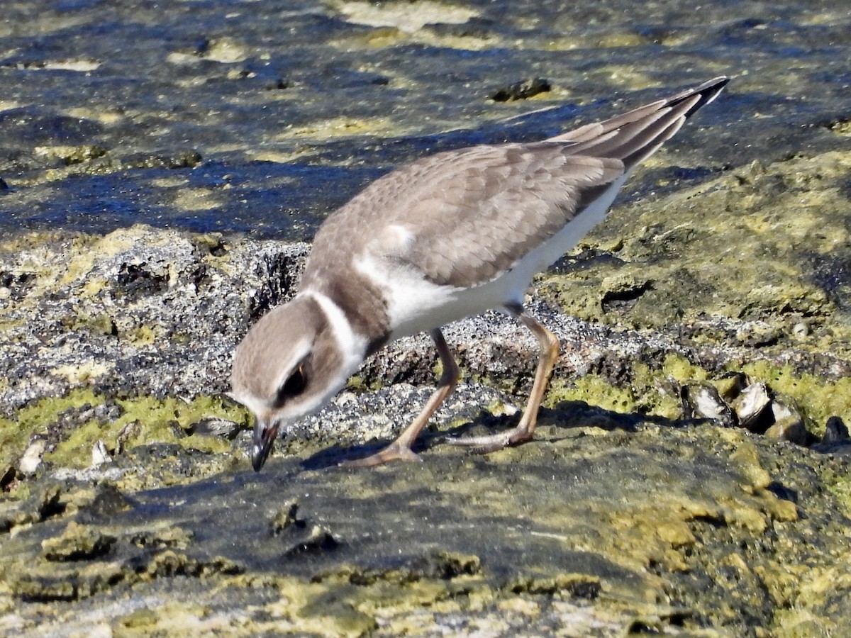 Semipalmated Plover - ML609768988