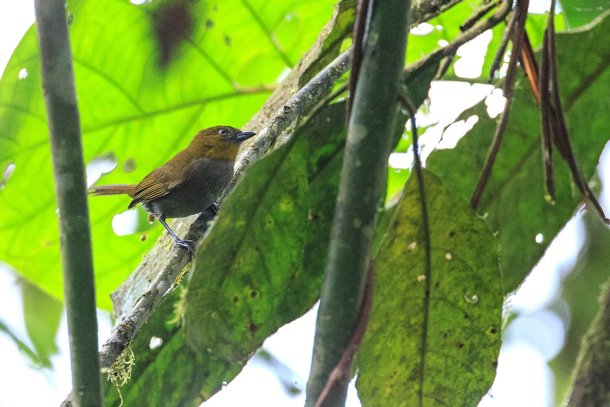 Yellow-throated Chlorospingus (Yellow-throated) - Anonymous