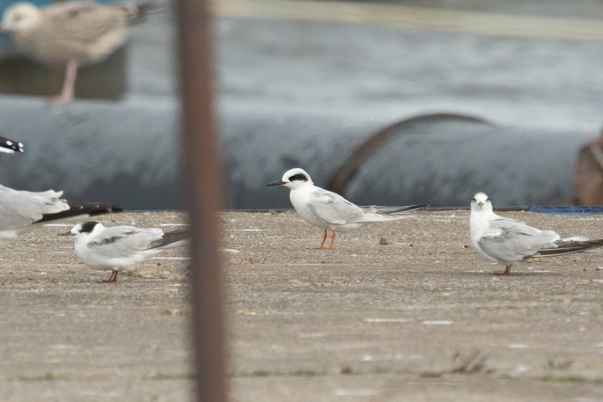 Forster's Tern - Ryan Griffiths