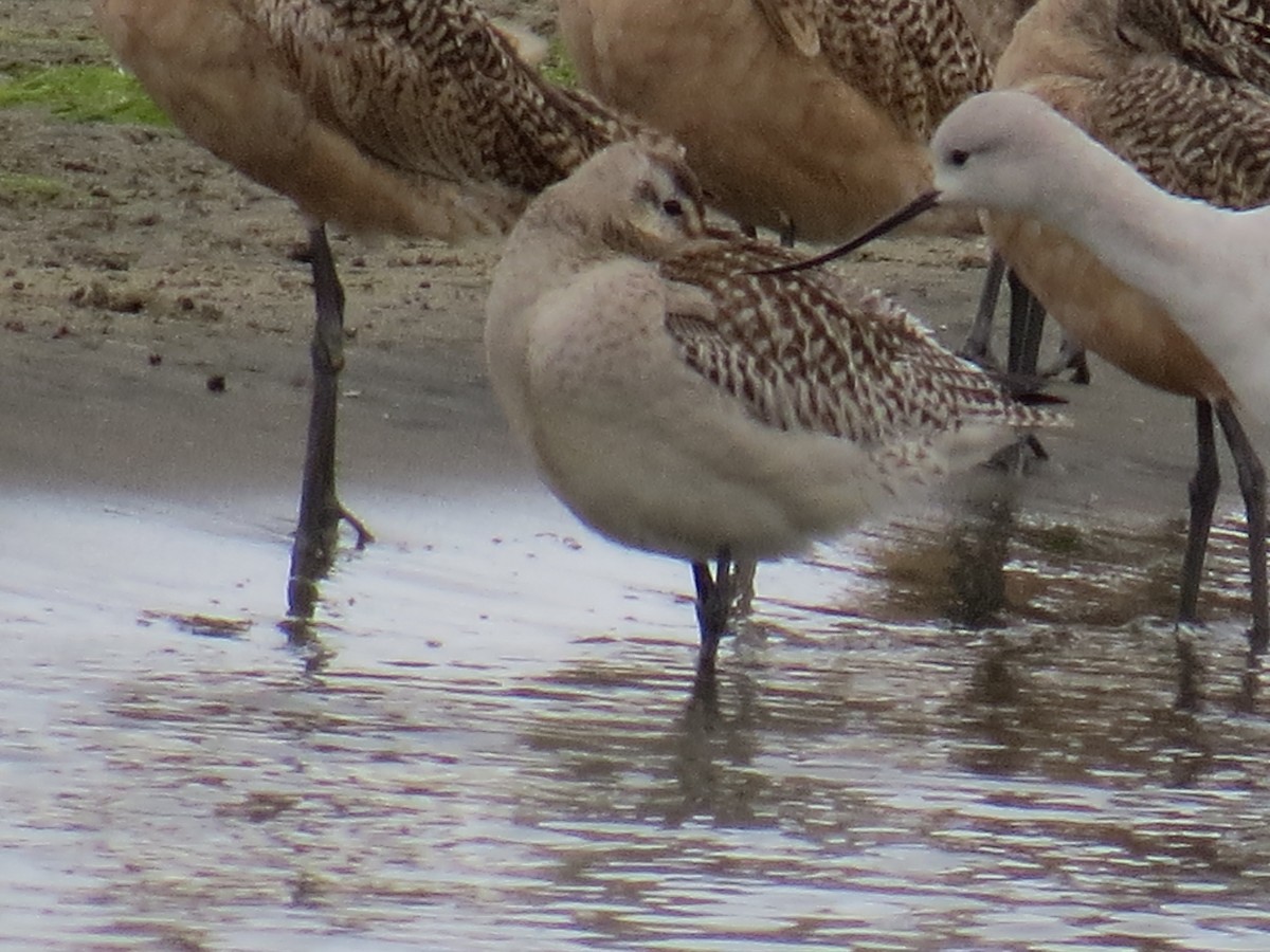 Bar-tailed Godwit - ML609769013