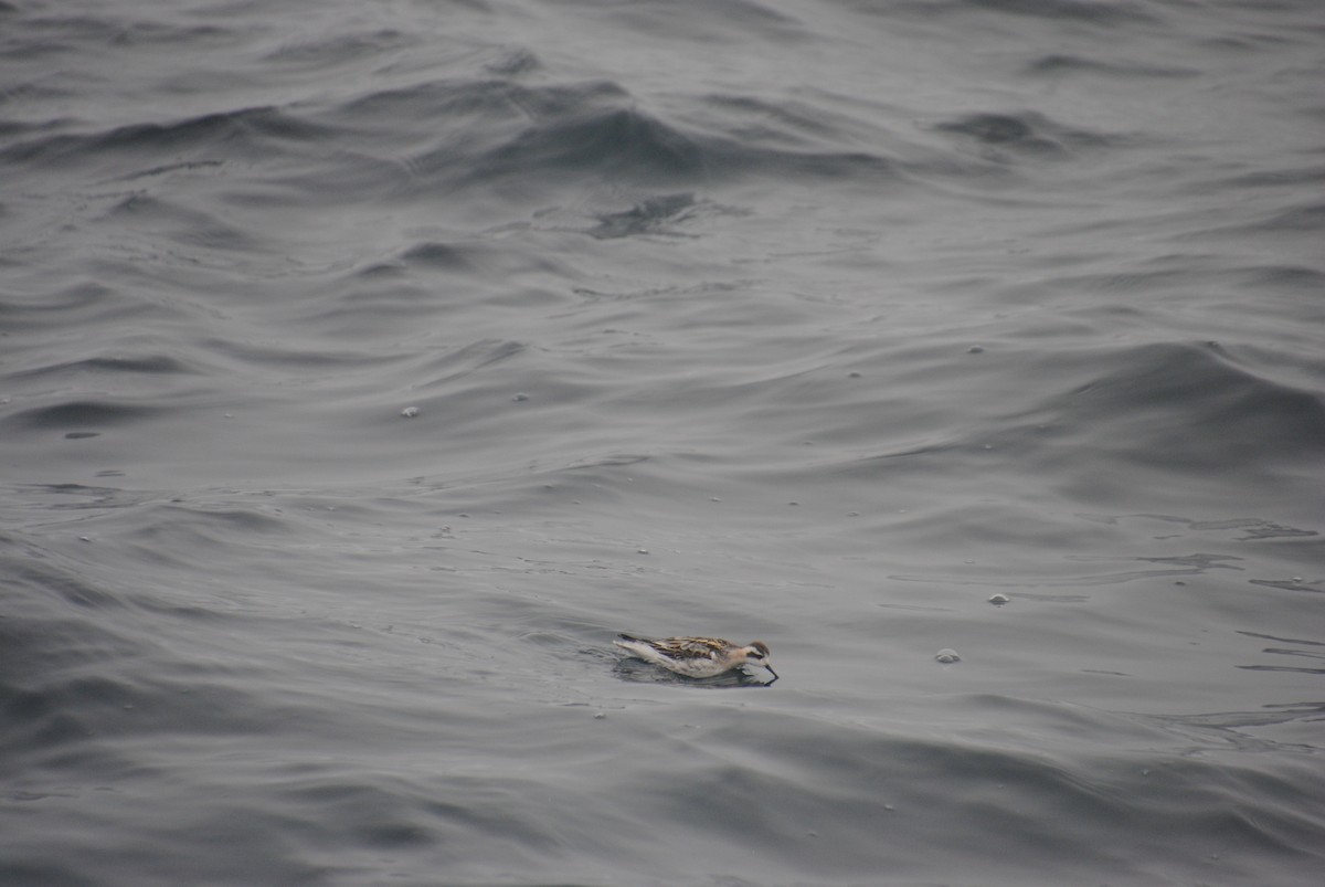 Red-necked Phalarope - ML609769044