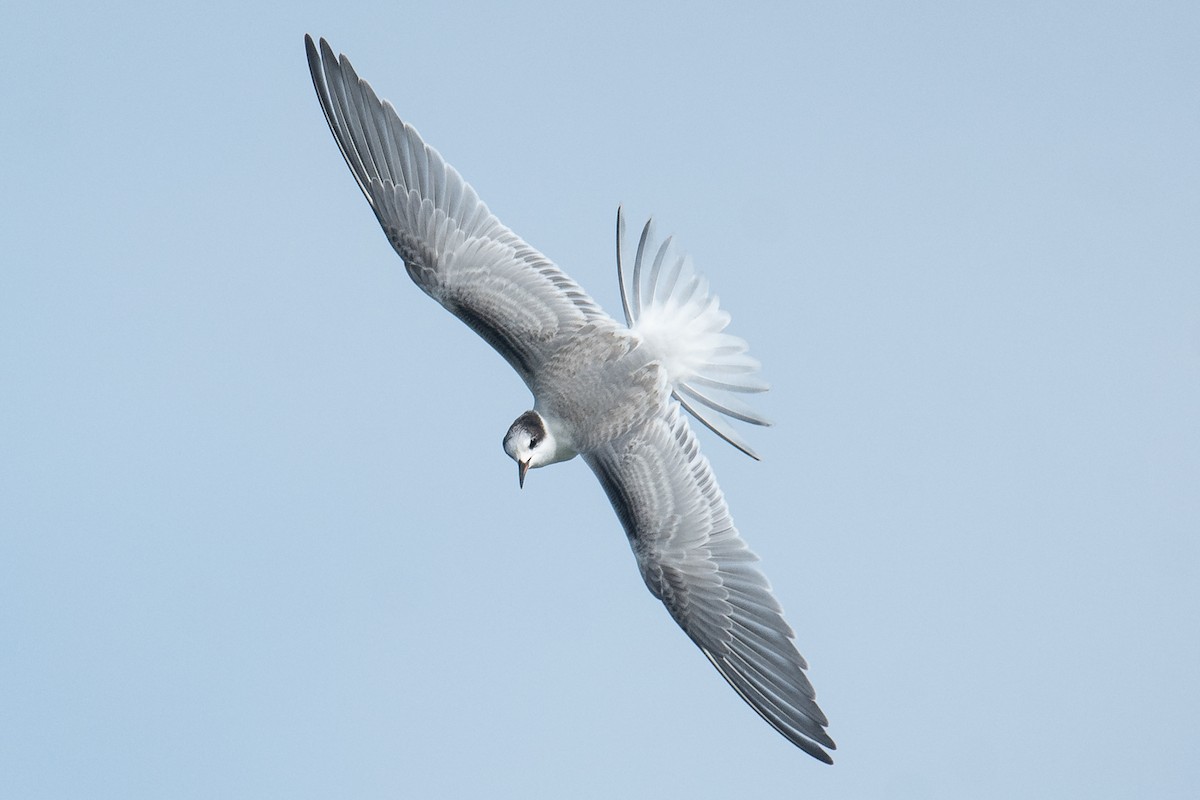 Common Tern - ML609769045