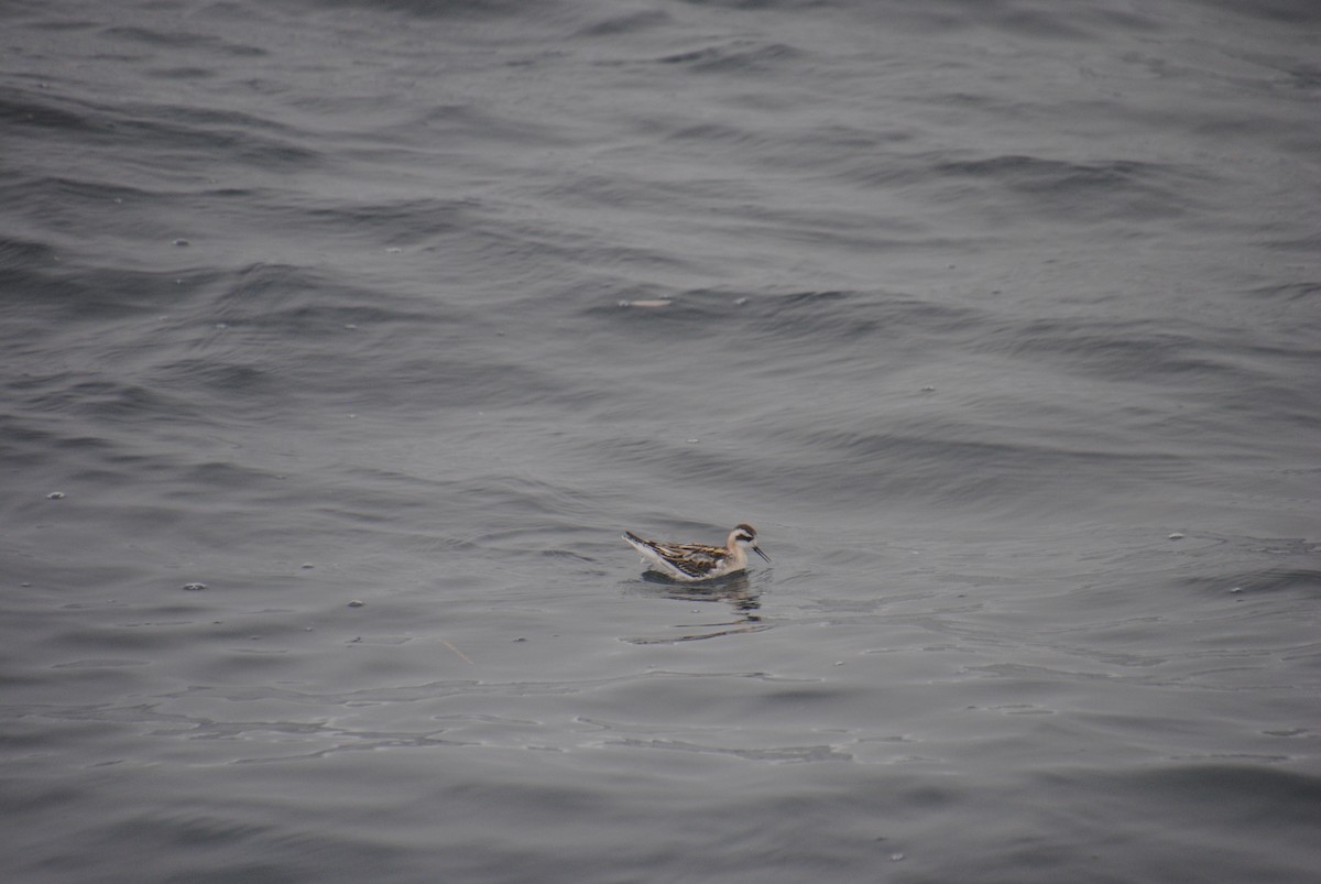 Red-necked Phalarope - ML609769047