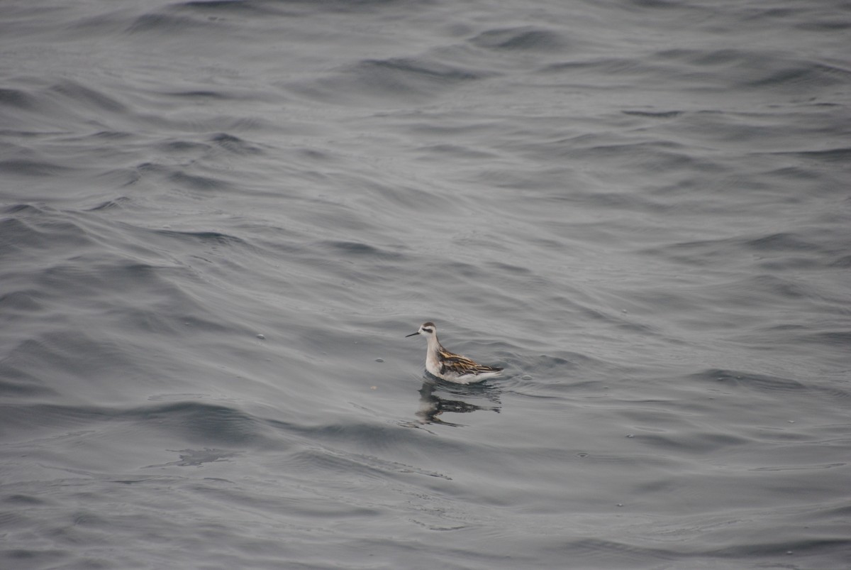 Red-necked Phalarope - Alyssa DeRubeis