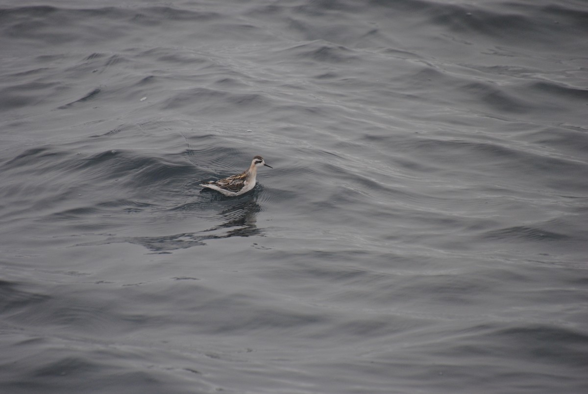 Red-necked Phalarope - ML609769049