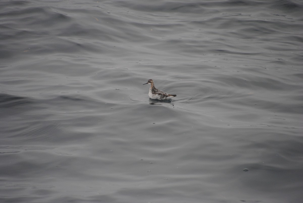 Red-necked Phalarope - ML609769050