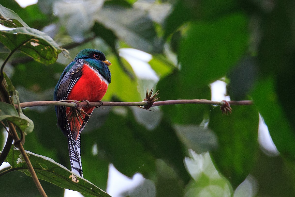 Collared Trogon (Collared) - Anonymous