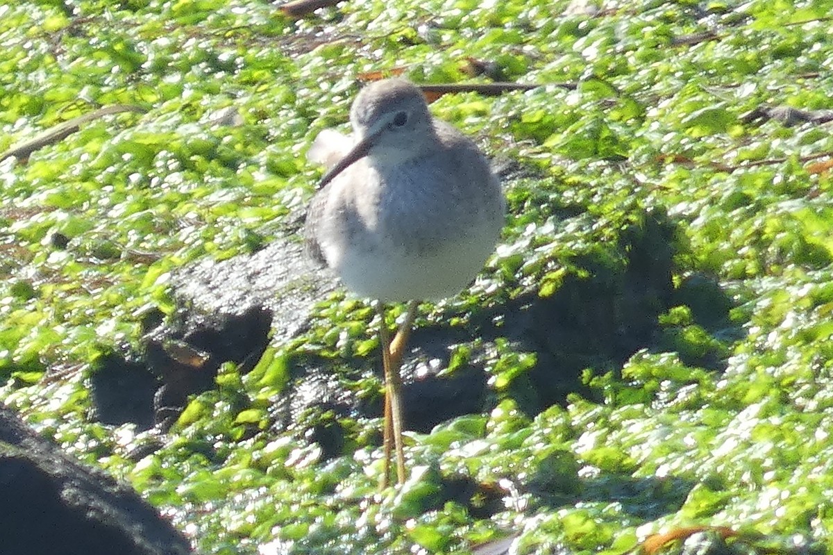 Lesser Yellowlegs - Anonymous