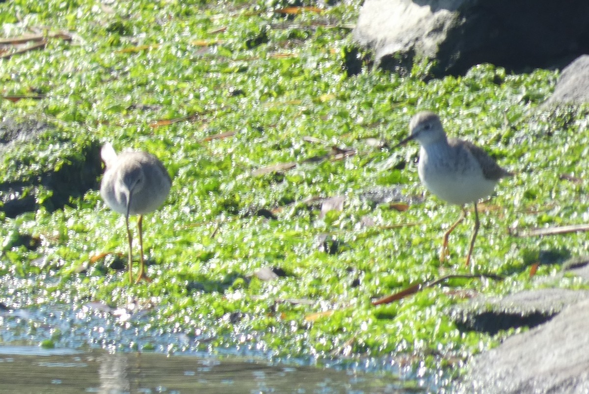 Lesser Yellowlegs - ML609769165