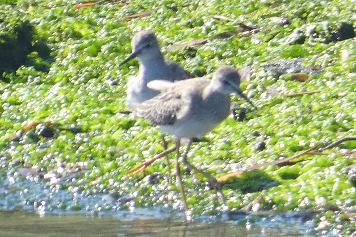 Lesser Yellowlegs - ML609769166