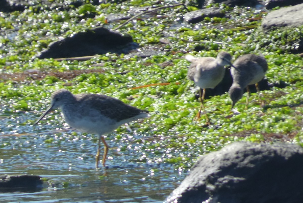 Lesser Yellowlegs - ML609769170