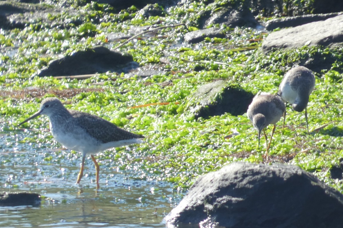 Lesser Yellowlegs - ML609769171