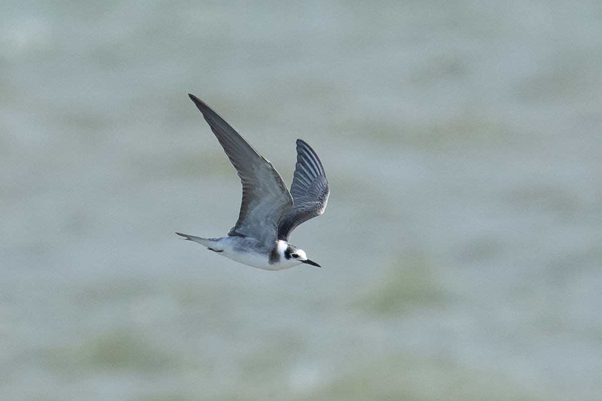 Black Tern - Ryan Griffiths