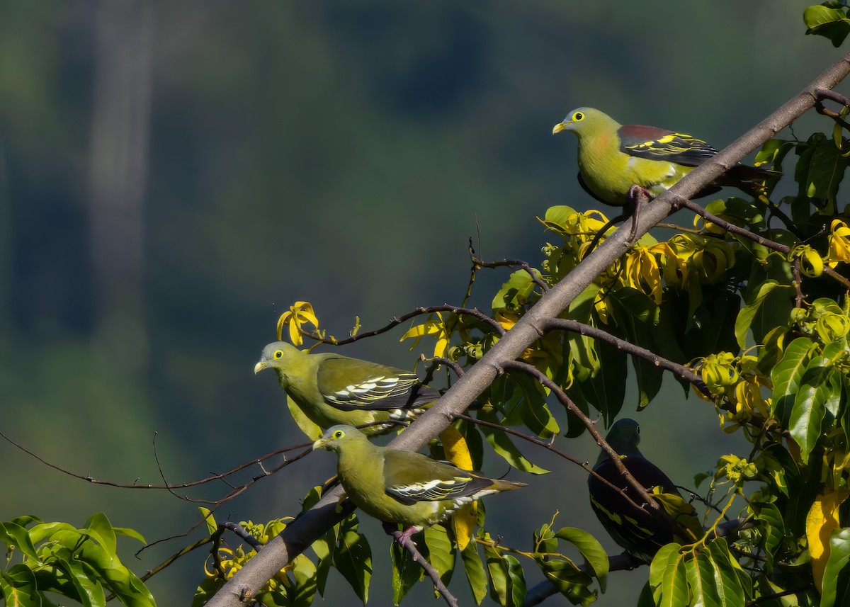 Gray-cheeked Green-Pigeon - ML609769274