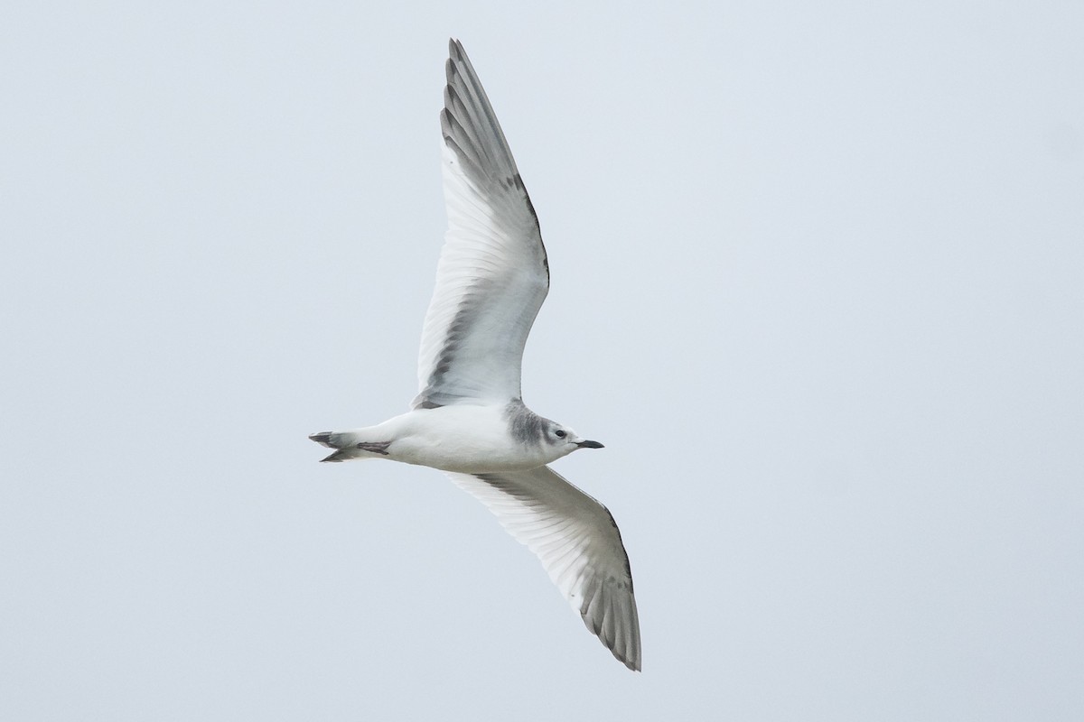 Sabine's Gull - Ryan Griffiths