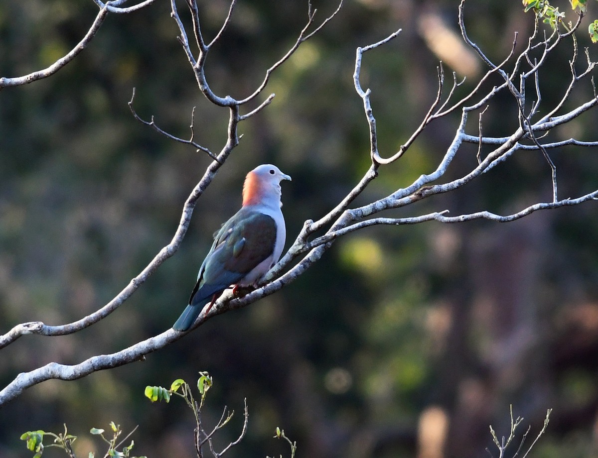 Green Imperial-Pigeon (Rufous-naped) - ML609769353