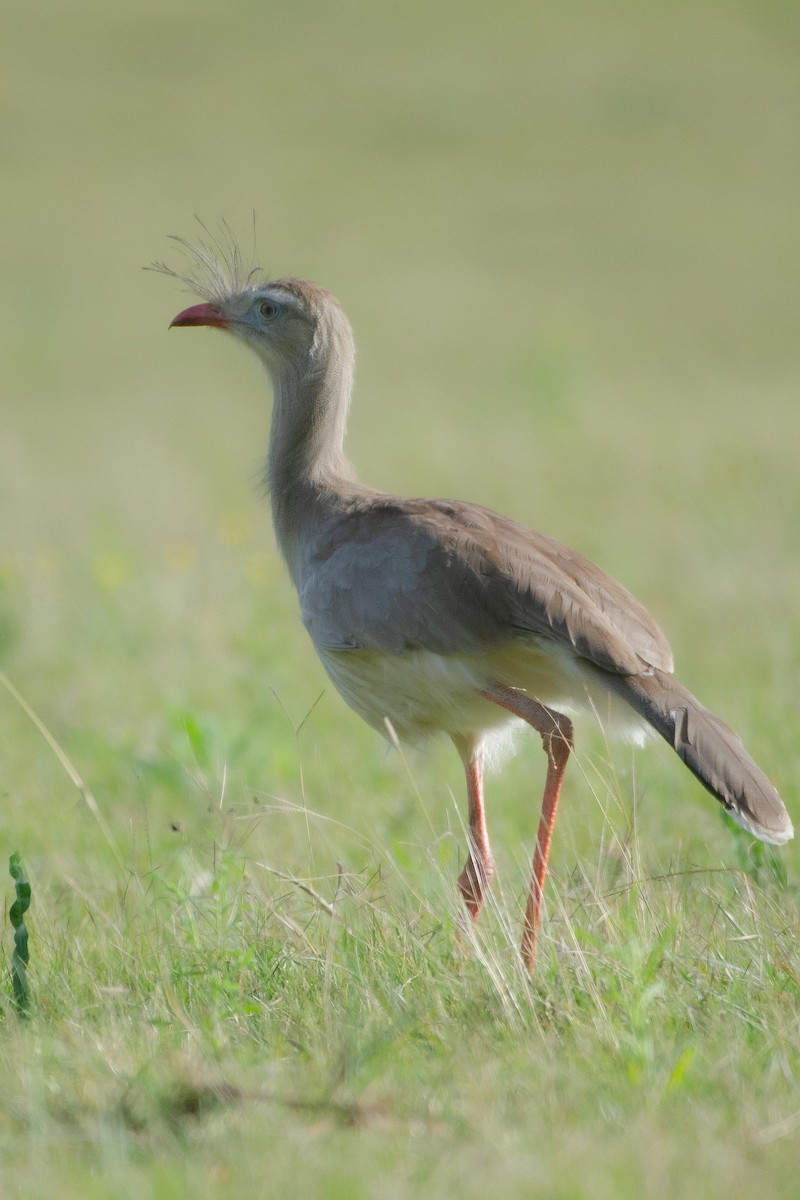 Red-legged Seriema - Bettina Amorín