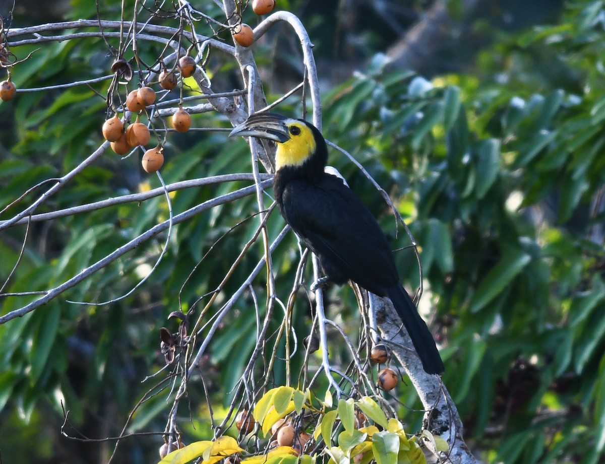 Sulawesi Hornbill (Dwarf) - ML609769391