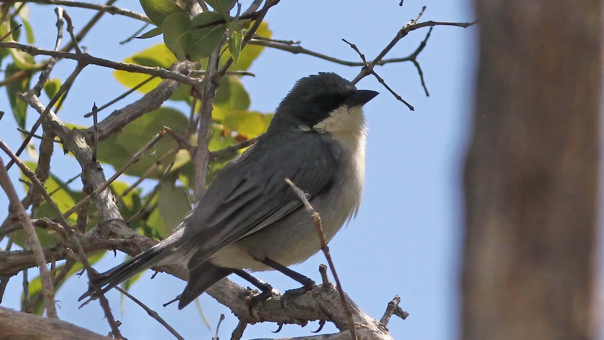 Cinereous Warbling Finch - ML609769430