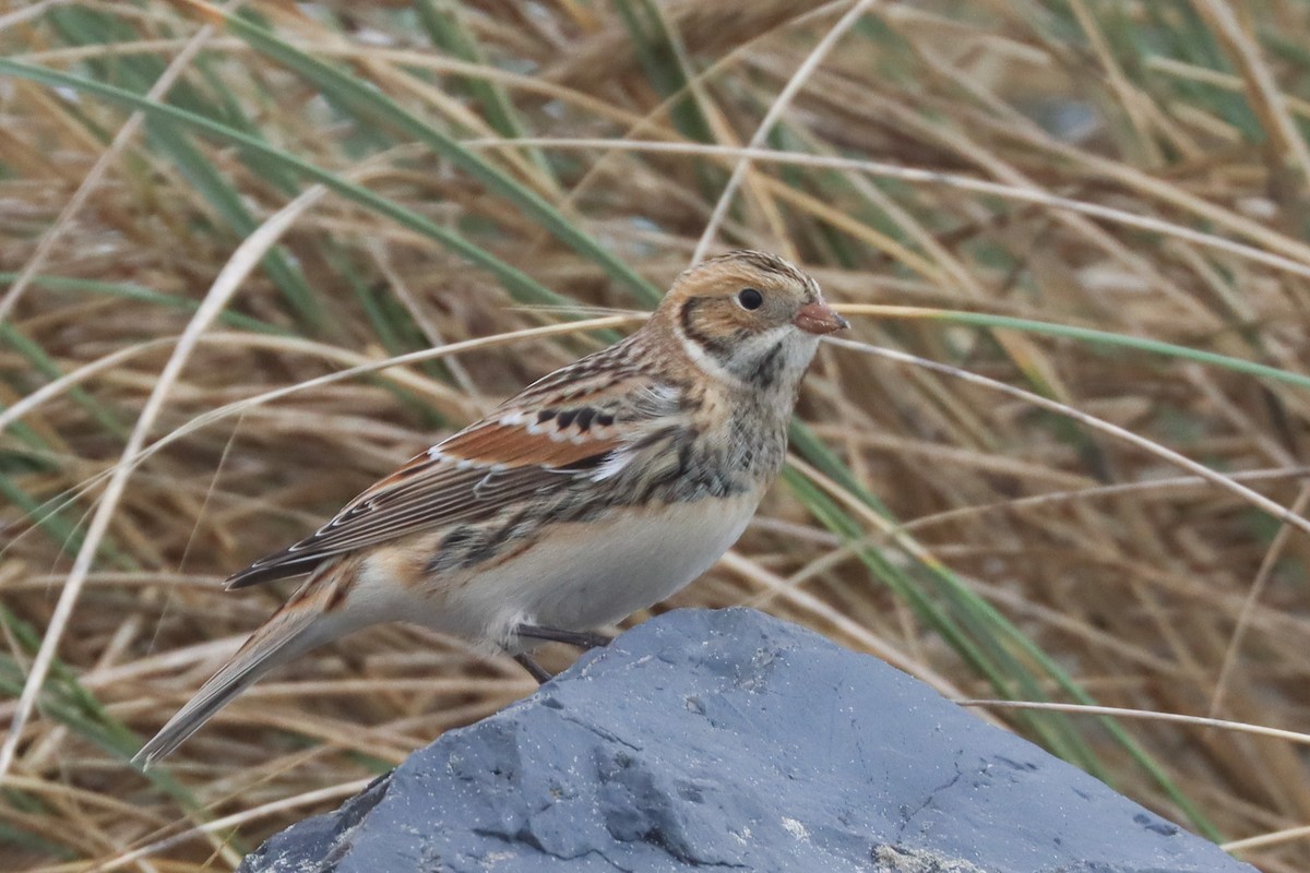 Lapland Longspur - Jen Sanford